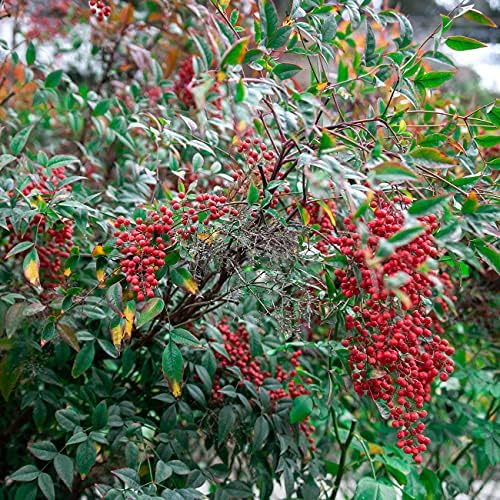 Perfect Plants Gulfstream Nandina Shrub, 1 Gallon, Live Plant - Image 6