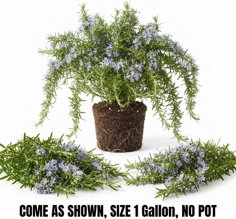 Creeping Rosemary Live Plant, Trailing Herb, 1 Gal Pot-Grown - Image 3