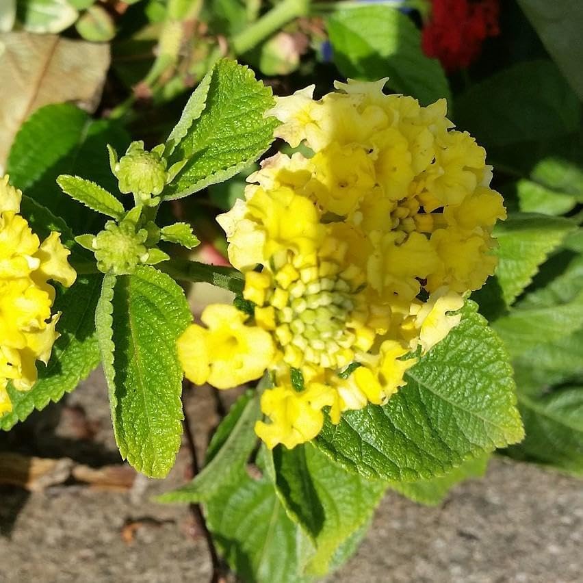 Lantana Plants Live - Yellow Lantana Lola Pack of 3 Live Plants for Planting - 4-6 Inches Tall - Attracts Butterflies, Perfect for Containers & Garden Beds, Low Maintenance - Image 5