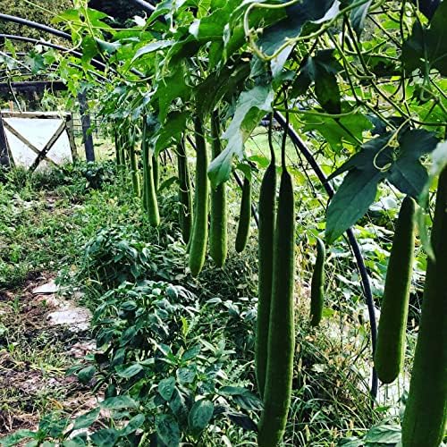 Organic Luffa Gourd Seeds (Luffa acutangula) 10 Seeds (0.2 Grams) - Loofah, Loofa, Luffah Gourd - Edible and Grow to Make Your Own Sponges - Sponge Gourd Seeds by Smoke Camp Crafts - Image 4