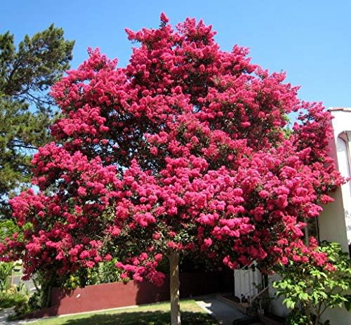 Tuscarora Crape Myrtle - Coral Pink Flowering Tree - Live Plant Shipped 1 Foot Tall by DAS Farms - Image 3