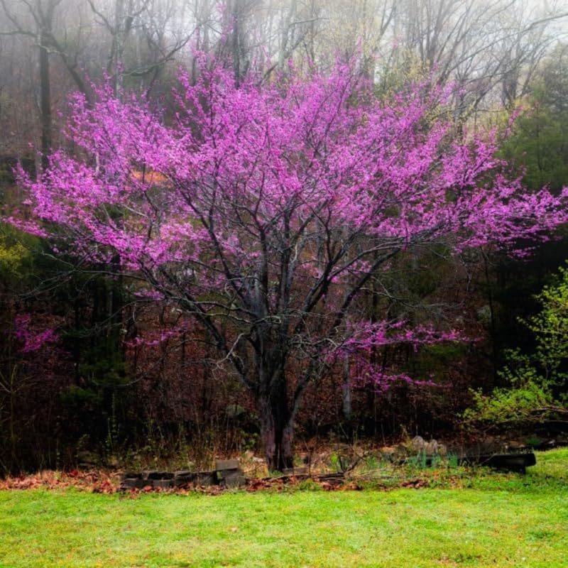 Purple Redbud Live Plant, Ornamental Tree, 2-3 Ft Tall - Image 4
