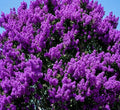 Purple Crape Myrtle Tree/Shrub - 6-12" Tall Live Plant by Unknown