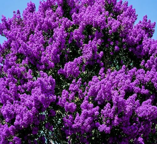 Purple Crape Myrtle Tree/Bush - 6-12" Tall Live Plant - Image 3