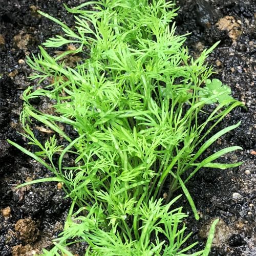 Seed Needs Bouquet Dill Seeds to Plant an Herb Garden - 1 Pack - Image 5