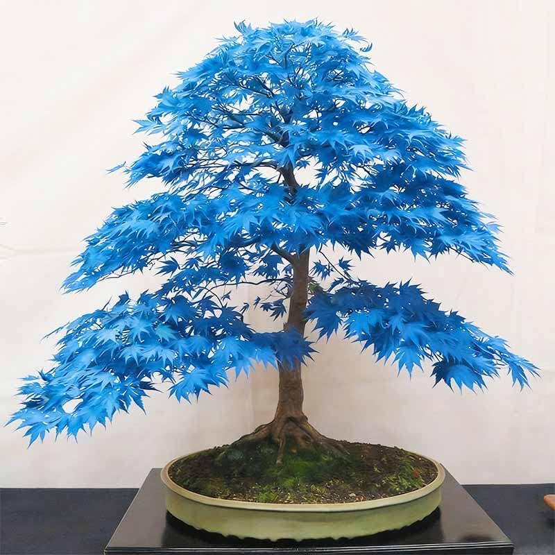 15Pcs Bonsai Maple Tree Seeds for Planting-Non-GMO Heirloom Plant Seeds Garden Outdoor - Image 2