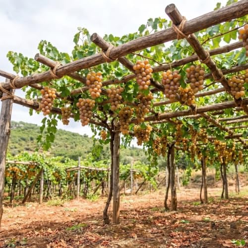 Bronze Muscadine Grape Vine Plant, 8–12 Inch Live Plant, 2 Inch Plug - Image 6