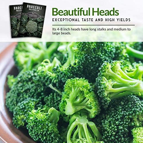 Waltham 29 Broccoli Seeds for Planting – Survival Garden Seeds (2 Packs) - Image 6