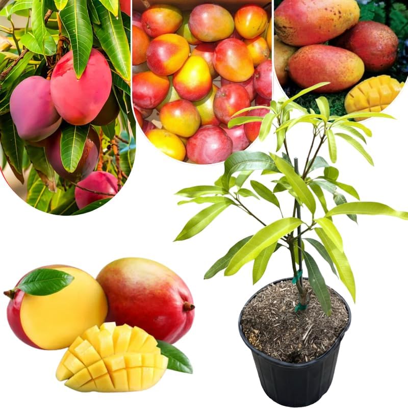 Dwarf Mango Tree Live Plant, Tropical Fruit, 3 Gallon Pot by Unknown