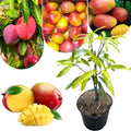 Dwarf Mango Tree Live Plant, Tropical Fruit, 3 Gallon Pot by Unknown