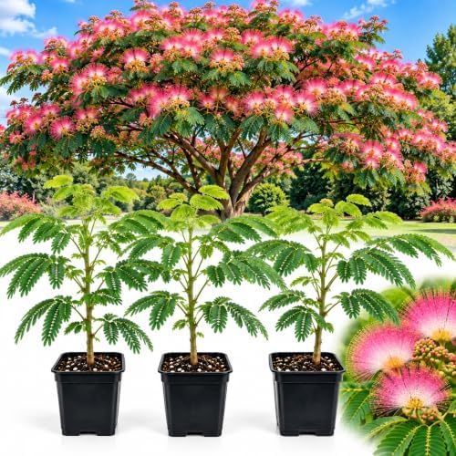 3 Mimosa Silk Tree Live Saplings – Pink Flowering Trees in Pots by CZGrain