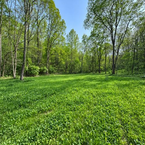 Whitetail Institute No-Plow Deer Food Plot Seed - Hardy, Fast-Growing Blend of Annuals for Areas Difficult to Access with Farming Equipment - Highly Nutritious and Attractive to Deer - Image 4
