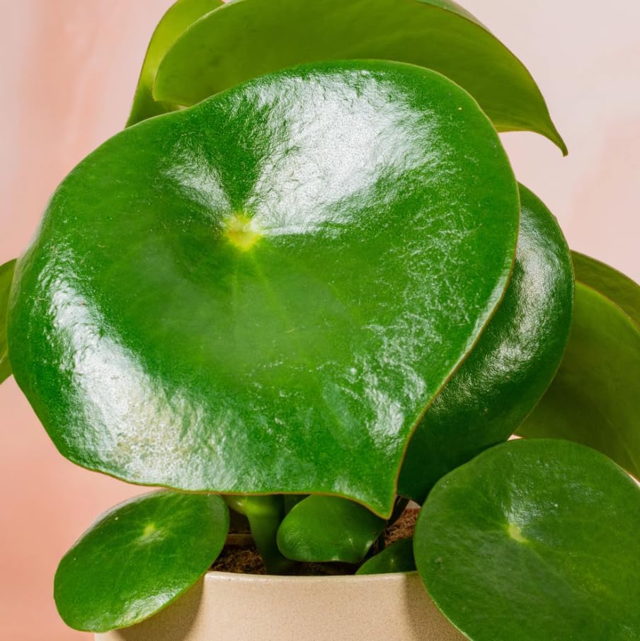 Variety of Peperomia Live Plant for Houseplant Tropical Shurb 4" Pot (Raindrop Peperomia Plant) - Image 2