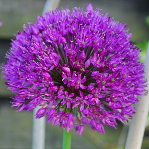 Rotteveel Live Flower Bulbs, Purple Sensation Allium (Pack of 10) by Unknown