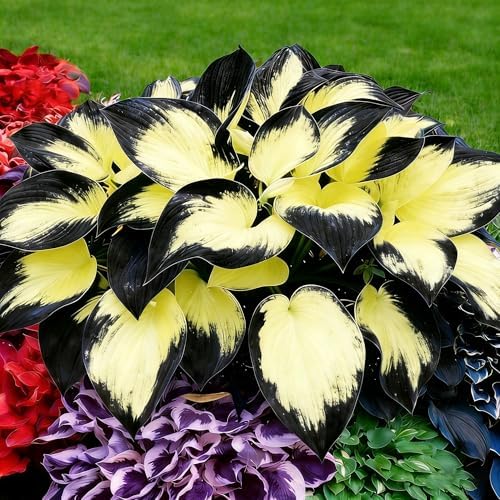 Hosta Seeds for Planting, 200+pcs Perennial Hummingbirds Hosta Vine Flower Seeds, Non-GMO Heirloom Long Blooming Plants Shaded Entry Pathway Flowers for Garden Outdoors - Image 3