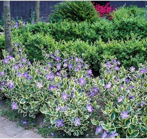 Vinca Major Variegata, Variegated Big Leaf Periwinkle Plant, Purple Flowering Ground Cover, Live Perennial Garden Plants (Classic Pint/Set of 25) - Image 3
