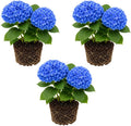 3 Nikko Blue Hydrangea Tree Live Plant, 2.5" Pot, Eye Catching Hydrangea Plant Live, Cold Hardy Perennial Flowering Shrub, for Gardens & Yard Borders by GINGERGLOW