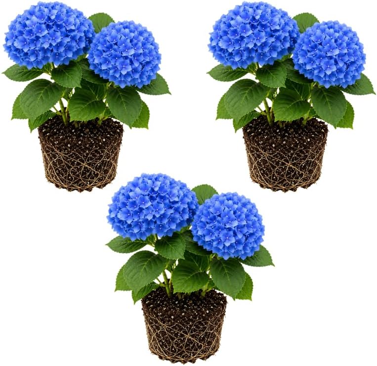 3 Nikko Blue Hydrangea Tree Live Plant, 2.5" Pot, Eye Catching Hydrangea Plant Live, Cold Hardy Perennial Flowering Shrub, for Gardens & Yard Borders by GINGERGLOW