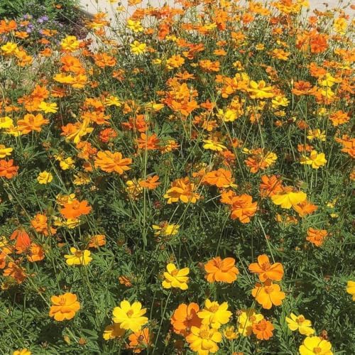 Outsidepride Bright Lights Cosmos Sulphureus Seeds - 1 Lb. Pcs Annual, Drought Tolerant & Pollinator Friendly, Flower Seeds for Planting w/Vibrant Mixed Blooms, Ideal for Landscaping & Xeriscaping by Outsidepride