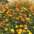 Outsidepride Bright Lights Cosmos Sulphureus Seeds - 1 Lb. Pcs Annual, Drought Tolerant & Pollinator Friendly, Flower Seeds for Planting w/Vibrant Mixed Blooms, Ideal for Landscaping & Xeriscaping by Outsidepride