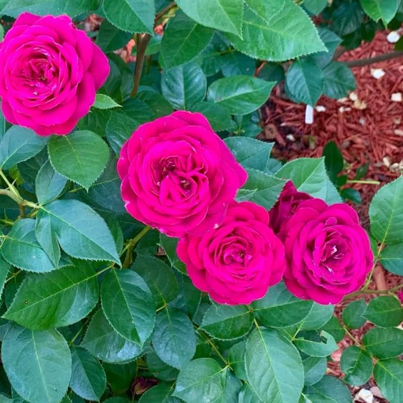 Purple Rose Live Plant, Flower Rose Plant, 5-9 Inch Tall - Image 6