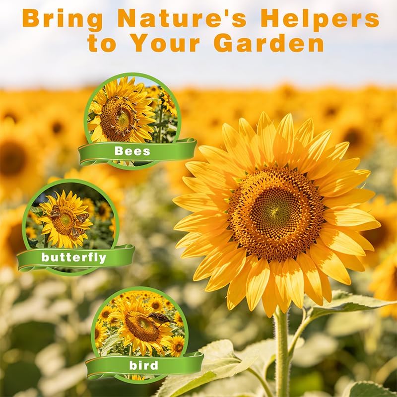 600+ Giant Mammoth Heirloom Sunflower Seeds to Plant, High Germination, Easy to Grow, for Home Garden - Image 5