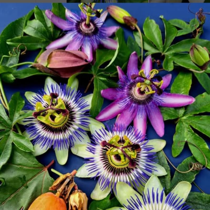 2 Mixed Passion Flower Live Plants, Passiflora Vine to Grow 5-7" Tall - Image 6