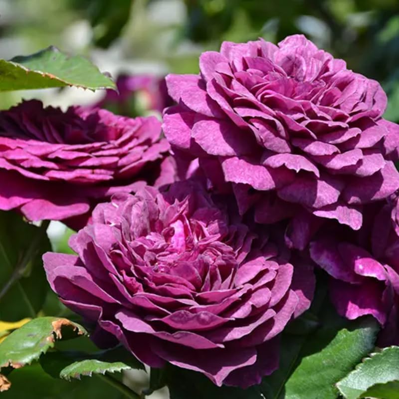 Climbing Rose Plant Live, Reblooming Rose Bush - Image 2