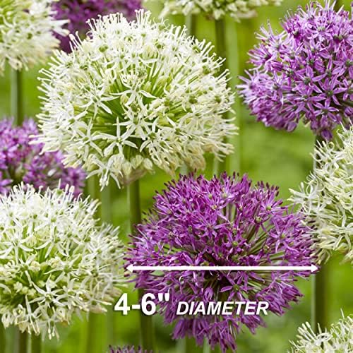 Garden State Bulb Wild About Mixed Allium Flower Bulbs, 10/12cm, Fall Planting (Bag of 25) - Image 5