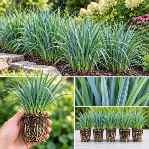 Blue Wood Sedge (Carex flaccosperma) Live Plant Plug – Native Evergreen Ornamental Grass – Shade Loving Groundcover – Low Maintenance Landscape Perennial (3) by CZGrain