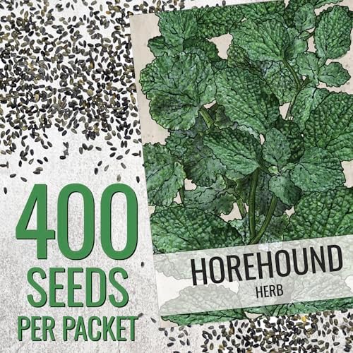 Seed Needs Horehound Seeds to Plant an Herb Garden - 1 Pack - Image 3