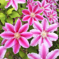 White Pink Clematis Vine Plant, Clematis Vine Plants Live in 2.5 Inch Pot by HILROQG