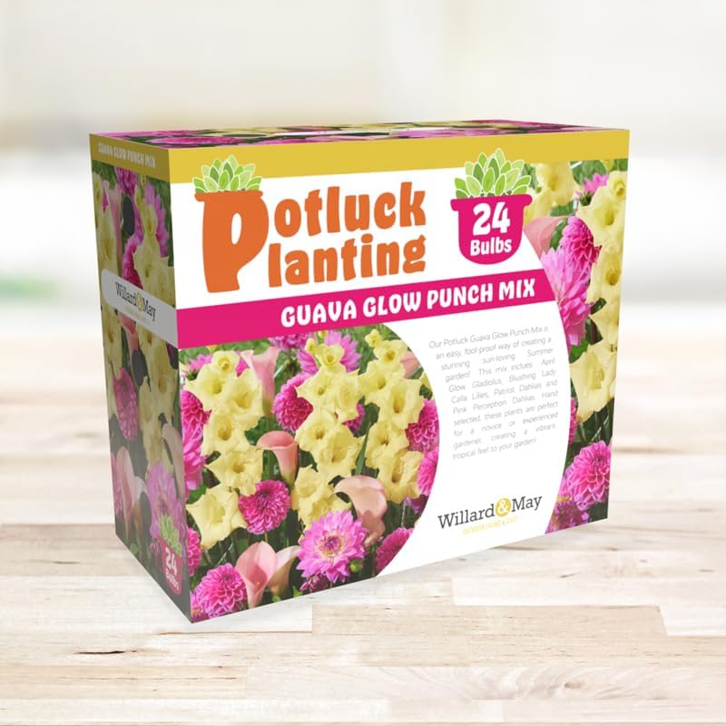 Guava Glow Punch Flower Bulb Mix - Complete All-in-One Garden Kit - 24 Bulbs per Box - Dahlias, Lilies, Gladiolus - Fragrant - Naturalizing - Live Outdoor Potluck Planting - Easy to Plant Flowers - Image 4
