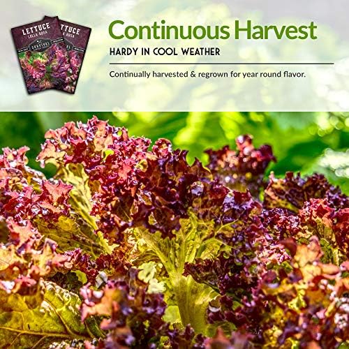 Lolla Rosa Lettuce Seeds for Planting, Red Leaf Variety - 2 Packs - Image 6