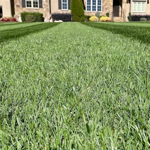 Envy Turf Type Tall Fescue Grass Seed (50 lbs.) - 100% Weed Free - Drought Tolerant - Image 4