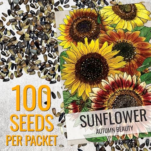 Seed Needs Autumn Beauty Sunflower Seeds to Plant Cut Flowers - 2 Packs - Image 3