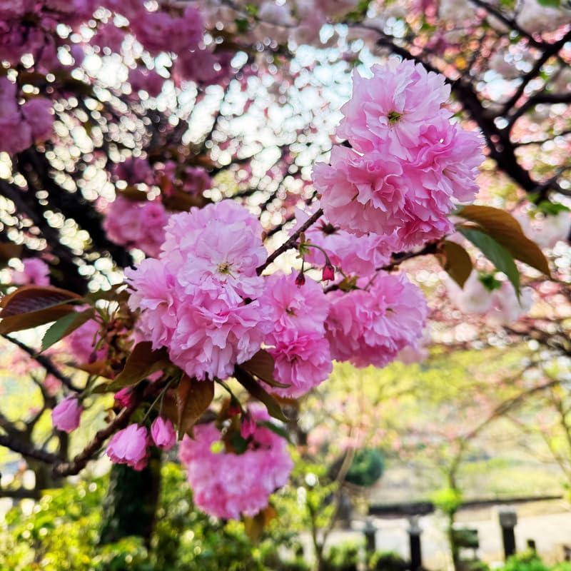 Kwanzan Cherry Tree Live Plant - Image 4