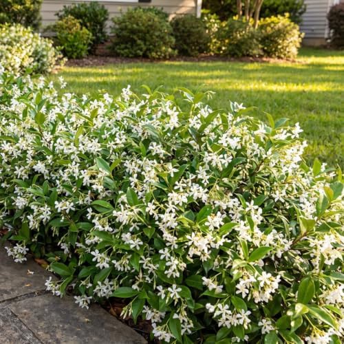 2 Asiatic Jasmine Live Plants, 3-6" Tall Fragrant Flower Plants - Image 6