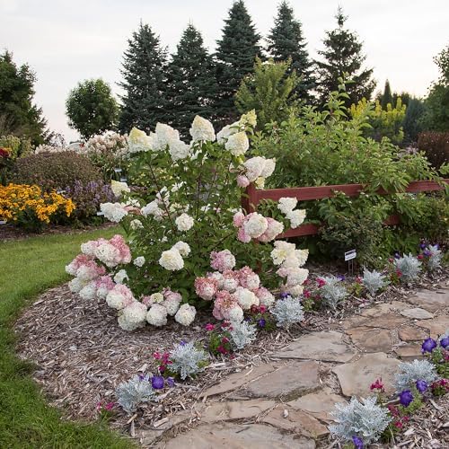 First Editions 3 Gal. Vanilla Strawberry Hydrangea Shrub (Pack of 2) - Image 4