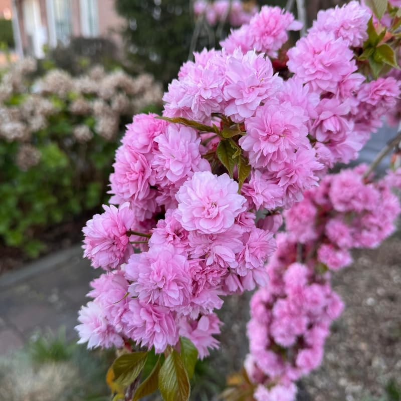 Kwanzan Cherry Tree Live Plant, 6-12 Inch Tall Starter Plant, Japanese Cherry Blossom Tree, Easy Care Flowering Tree for Planting Outdoors - Image 3