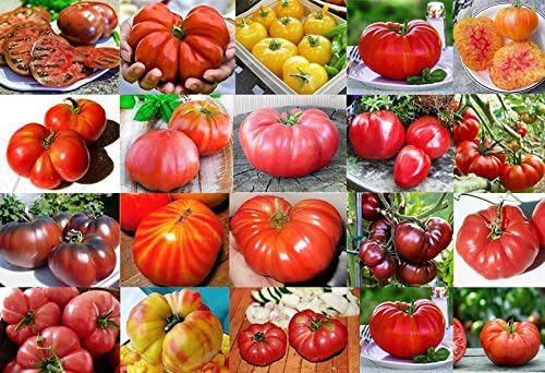 Mixed Seeds 30 Giant Tomato Seeds Mix of 19 Varieties Heirloom Non-GMO by Unknown