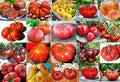 Mixed Seeds 30 Giant Tomato Seeds Mix of 19 Varieties Heirloom Non-GMO by Unknown