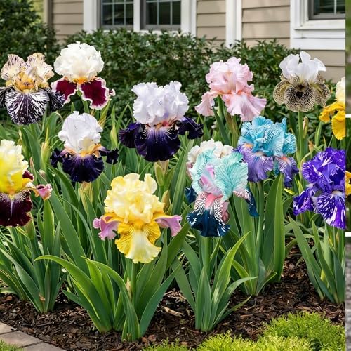 Iris Seeds Flower Seed for Planting, 70+ Rare Mixed Iris Seeds, Perennial Flower Plants, Non-GMO Heirloom Plant Seed for Home Garden Outdoor - Image 3