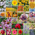 Eden Brothers Southeast Wildflower Mixed Seeds for Planting, 10 lb by EdenBrothers