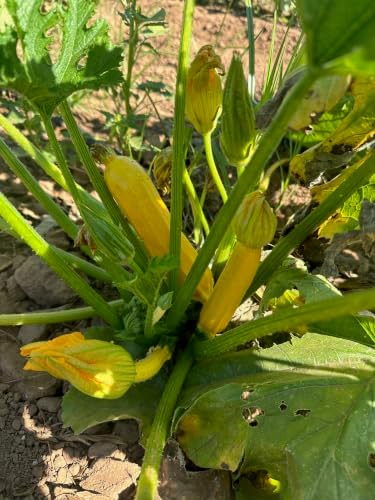Goldini II Zucchini Seeds for Planting: 20 Count - Image 3