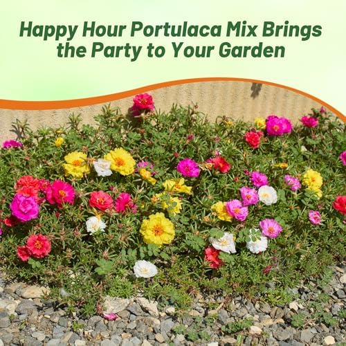 Outsidepride Happy Hour Mixed Moss Rose Seeds - 250 Pcs Annual, Drought & Heat Tolerant, Pollinator Friendly Ground Cover Seeds for Planting w/Vibrant Blooms & Succulent Foliage, for Xeriscaping - Image 6
