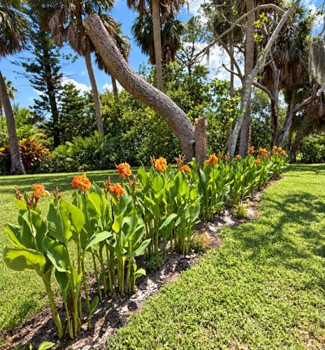 Yellow and Orange Canna Lily Rhizomes/Bulbs, Yellow King Humbert (12) - Image 2