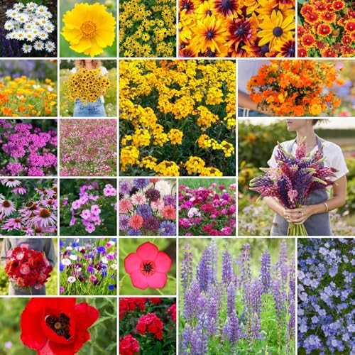 Eden Brothers Northeast Wildflower Mixed Seeds for Planting, 50 lb, 24,000,000+ Seeds with Cosmos, Candytuft, Shasta Daisy, Attracts Pollinators, Plant in Spring or Fall, Zones 3, 4, 5, 6, 7, 8, 9, 10 by EdenBrothers