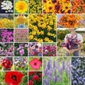 Eden Brothers Northeast Wildflower Mixed Seeds for Planting, 25 lb by EdenBrothers