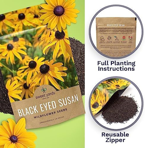 Black Eyed Susan Seeds – Bulk Quarter Pound Bag – Over 400,000 Open Pollinated Non-GMO Wildflower Seeds – Rudbeckia hirta - Image 5